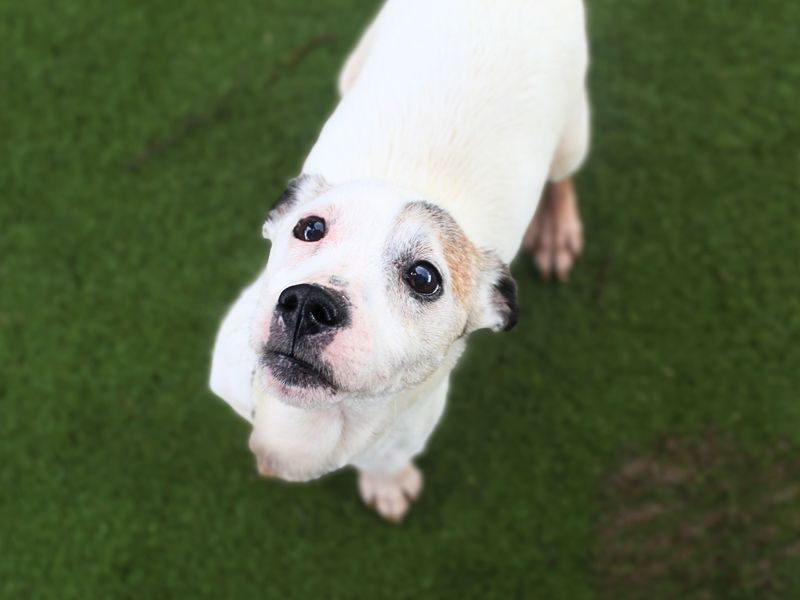 Jack Russell Terrier for adoption in Manchester, Greater Manchester – 11 years old - Image 4 of 6