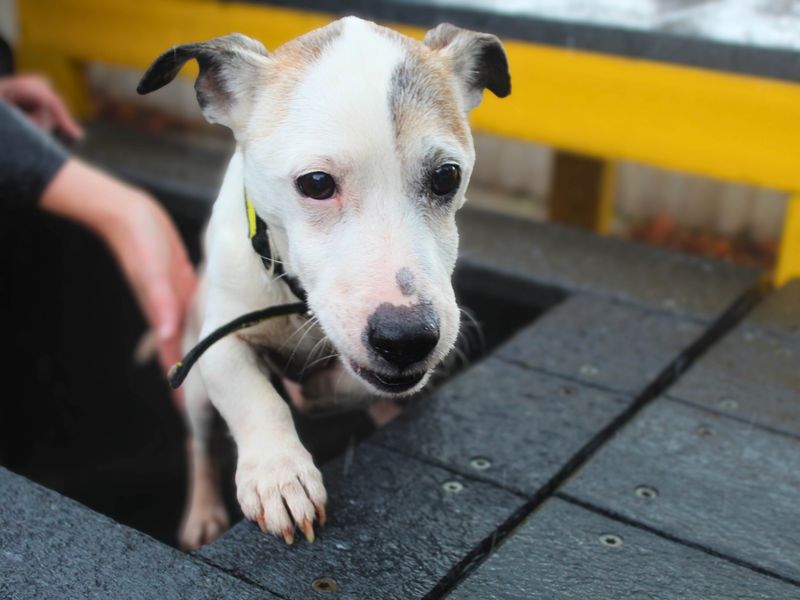 Jack Russell Terrier for adoption in Manchester, Greater Manchester – 11 years old