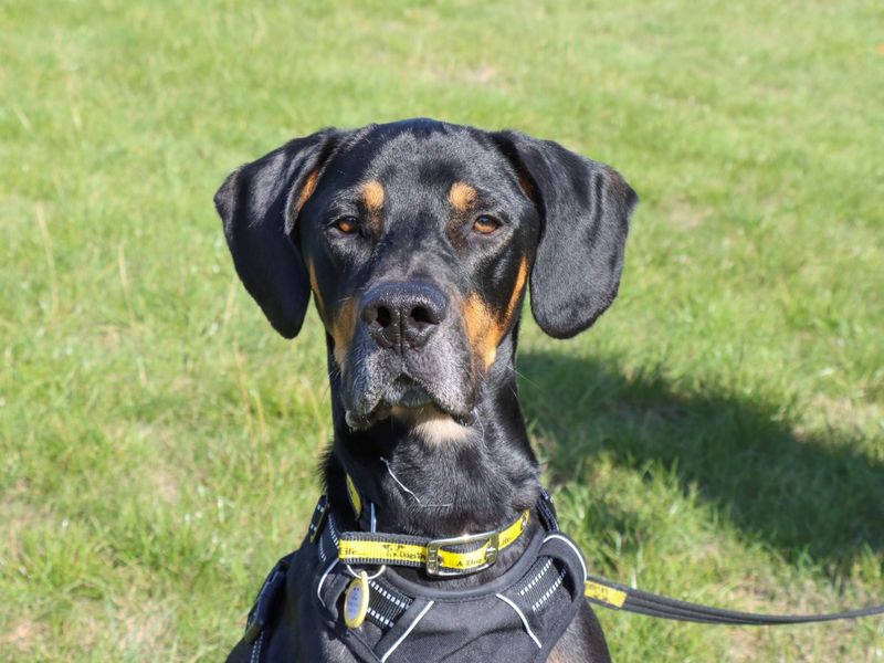 Doberman for adoption in Evesham, Worcestershire – 2 years old - Image 2 of 2