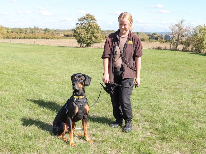 Doberman for adoption in Evesham, Worcestershire – 2 years old