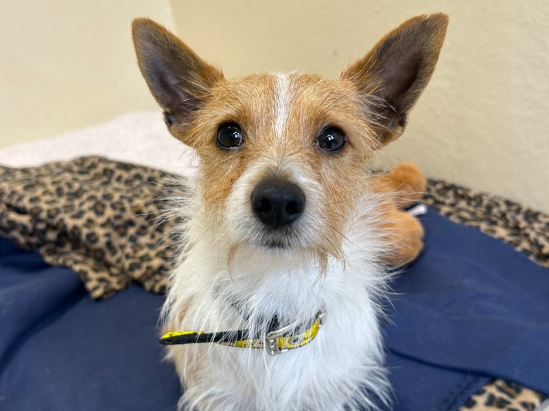Jack Russell Terrier for adoption in Ballymena, Co Antrim – 5 years old