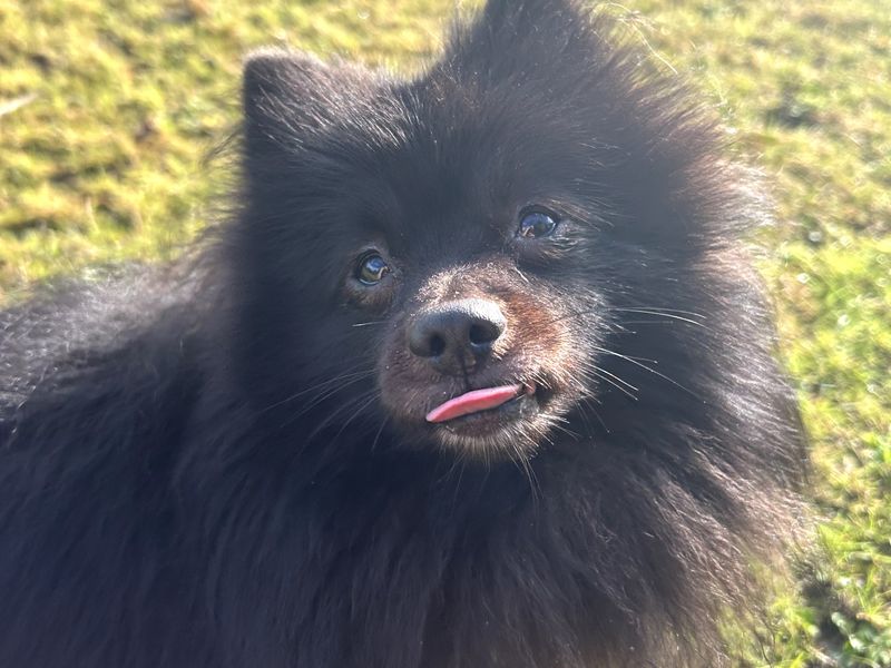 Pomeranian for adoption in Ballymena, Co Antrim – 4 years old - Image 2 of 3