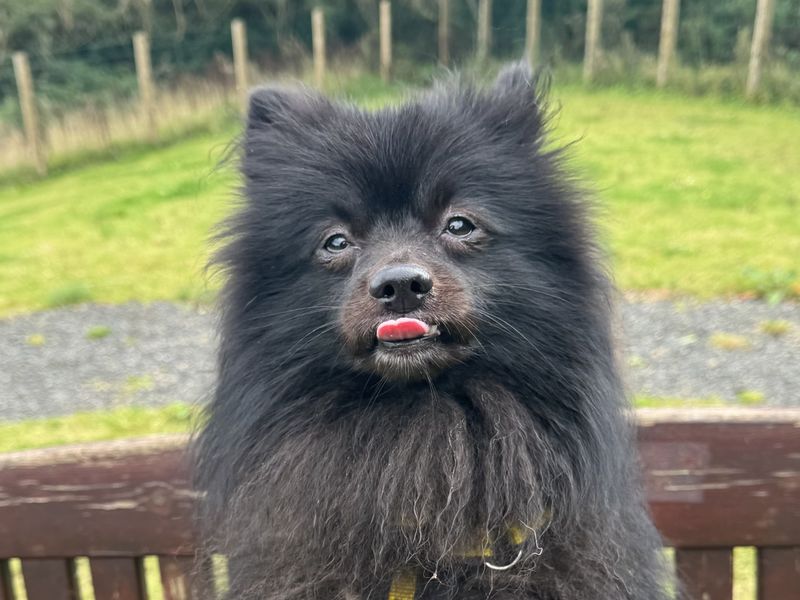 Pomeranian for adoption in Ballymena, Co Antrim – 4 years old - Image 3 of 3