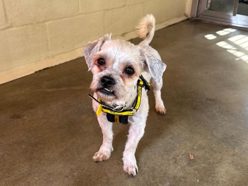 Shih Tzu for adoption in Wickford, Essex – 2 years old