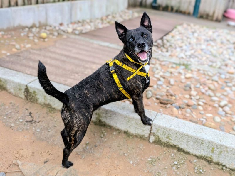 Staffordshire Bull Terrier for adoption in Cardiff, Glamorgan – 6 years old - Image 2 of 7