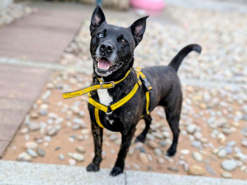 Staffordshire Bull Terrier for adoption in Cardiff, Glamorgan – 6 years old - Image 6 of 7