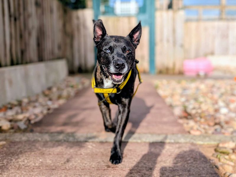 Staffordshire Bull Terrier for adoption in Cardiff, Glamorgan – 6 years old - Image 3 of 7
