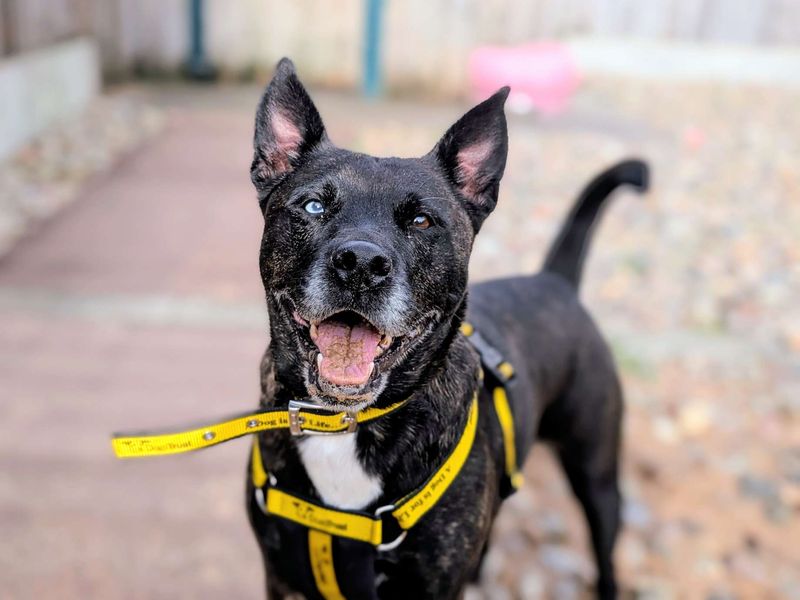 Staffordshire Bull Terrier for adoption in Cardiff, Glamorgan – 6 years old - Image 4 of 7