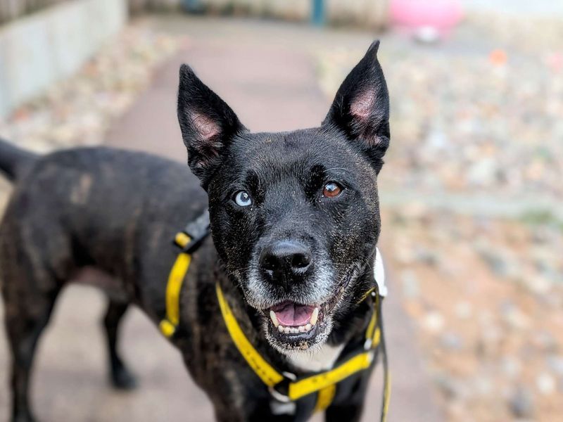 Staffordshire Bull Terrier for adoption in Cardiff, Glamorgan – 6 years old - Image 5 of 7
