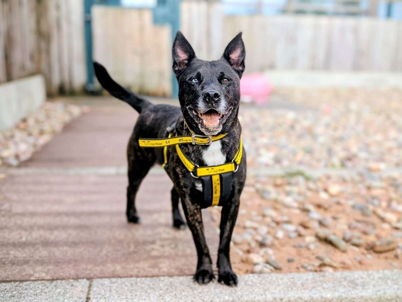 Staffordshire Bull Terrier for adoption in Cardiff, Glamorgan – 6 years old