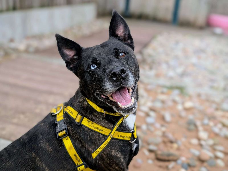 Staffordshire Bull Terrier for adoption in Cardiff, Glamorgan – 6 years old - Image 7 of 7