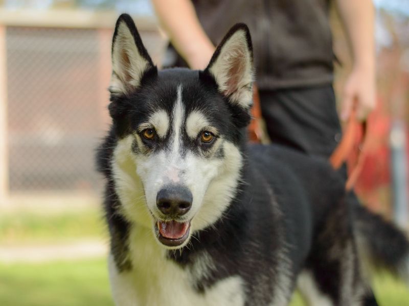 Siberian Husky for adoption in Kenilworth, Warwickshire – 11 months old - Image 3 of 4