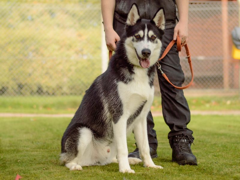 Siberian Husky for adoption in Kenilworth, Warwickshire – 11 months old - Image 4 of 4