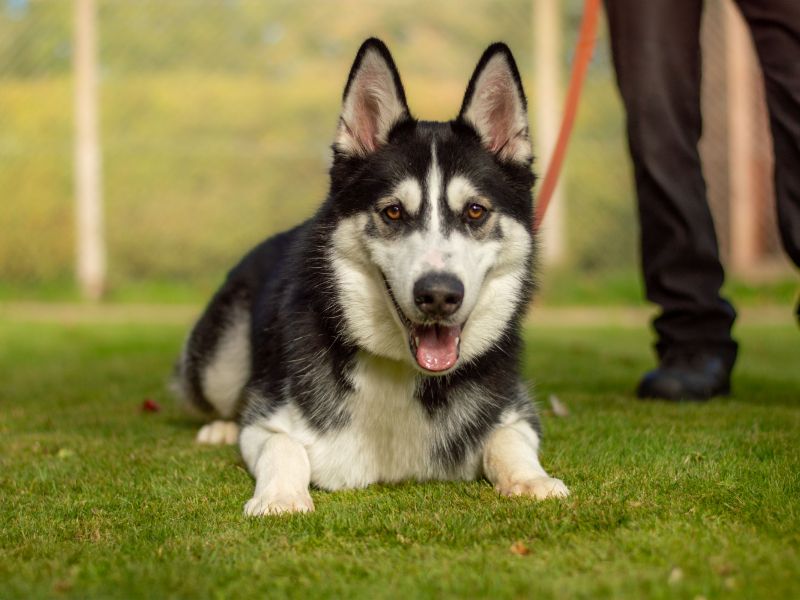 Siberian Husky for adoption in Kenilworth, Warks – 9 months old