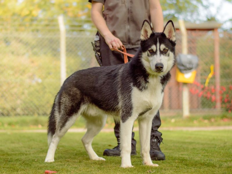 Siberian Husky for adoption in Kenilworth, Warwickshire – 11 months old - Image 2 of 4