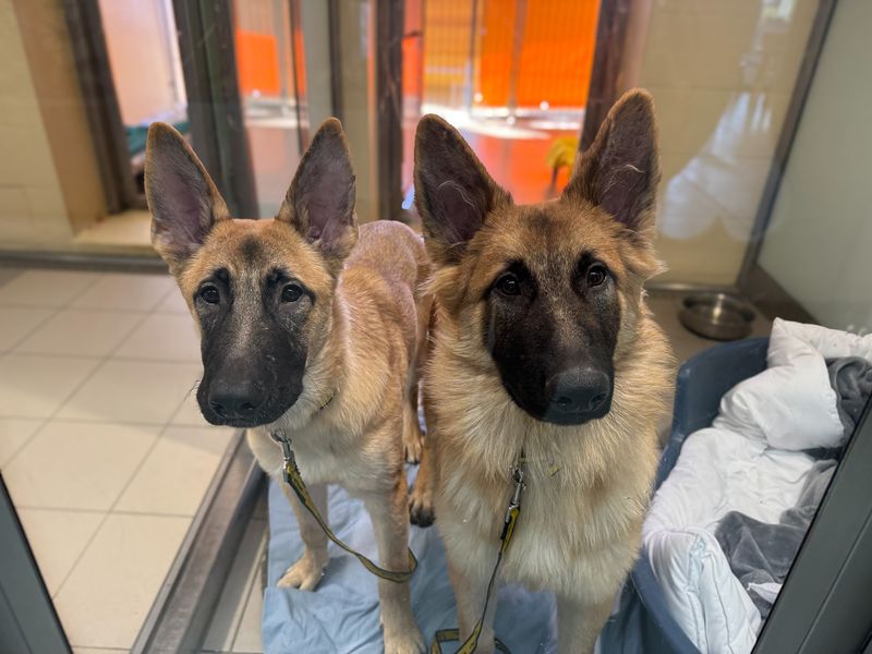 Ernie | German Shepherd Dog Cross | Basildon (Essex) - 1