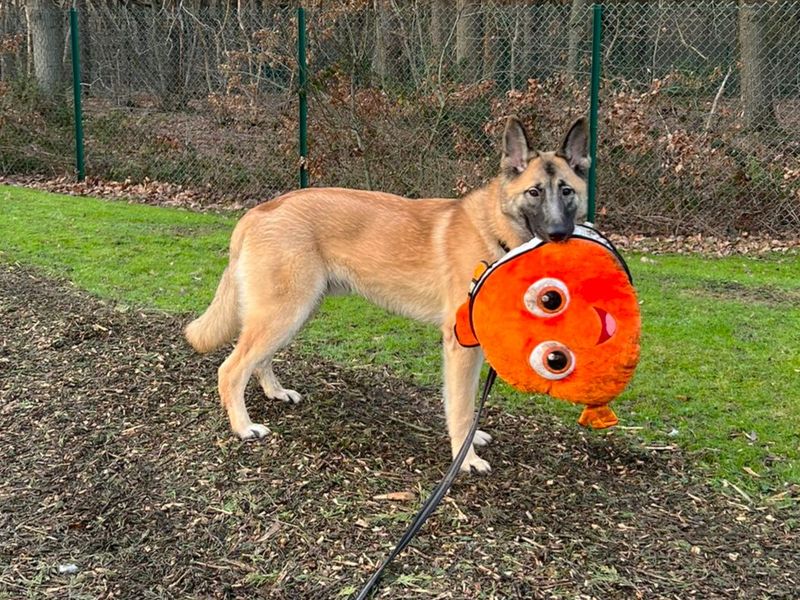Oliver | German Shepherd Dog Cross | Canterbury - 1