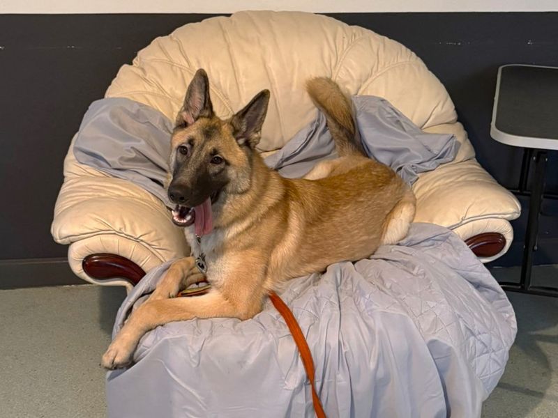 undefined | German Shepherd Dog Cross | undefined - 2