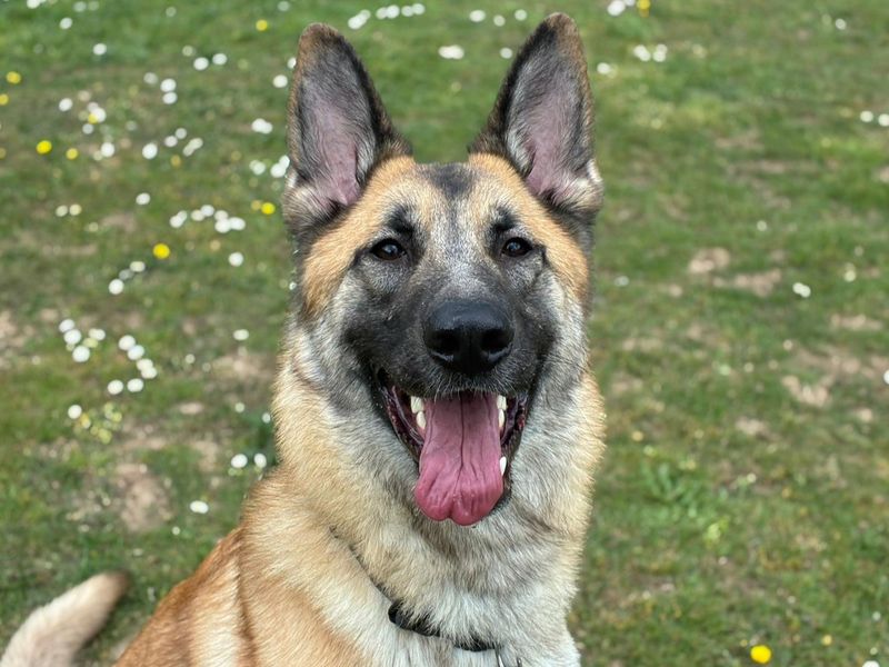 undefined | German Shepherd Dog Cross | undefined - 4
