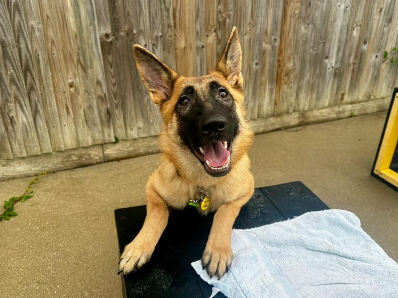 German Shepherd for adoption in Chestfield, Kent – 8 months old - Image 2 of 4