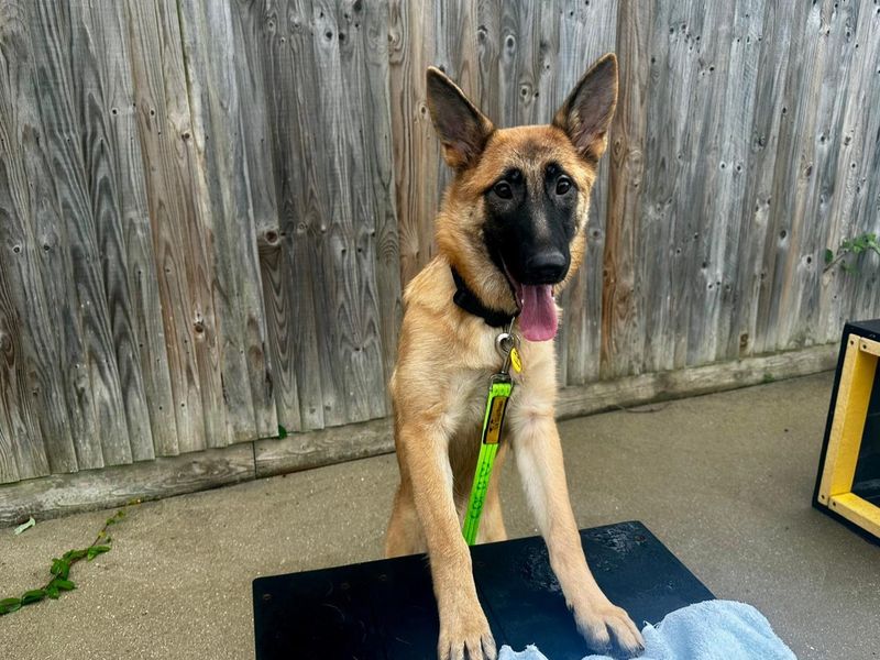 German Shepherd for adoption in Chestfield, Kent – 6 months old