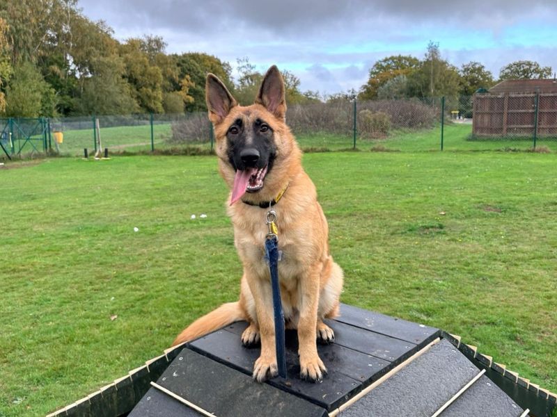 German Shepherd for adoption in Chestfield, Kent – 8 months old - Image 4 of 4