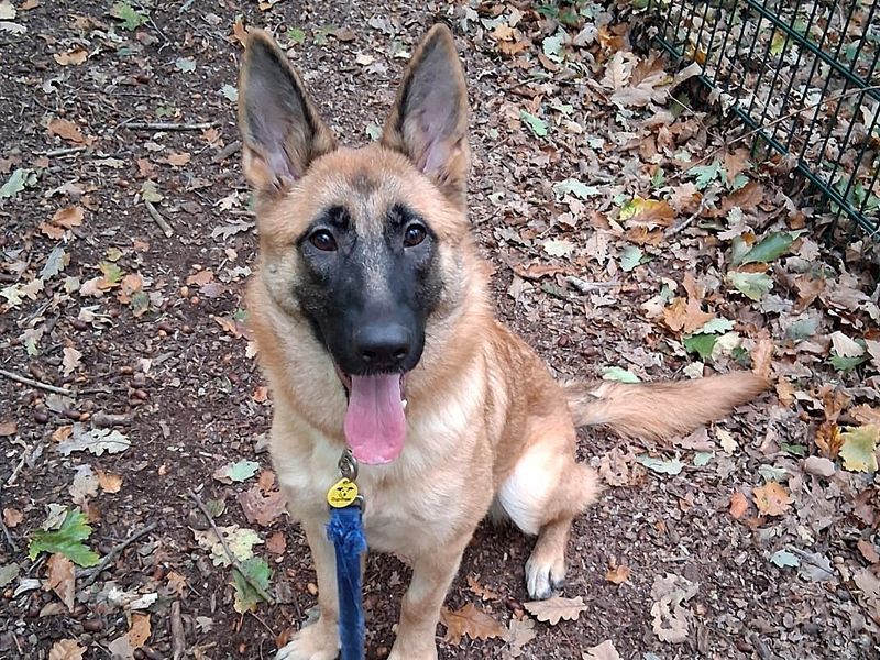 German Shepherd for adoption in Chestfield, Kent – 8 months old - Image 3 of 4