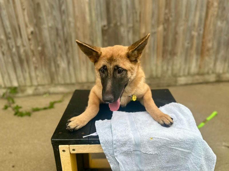 German Shepherd for adoption in Chestfield, Kent – 5 months old - Image 2 of 2