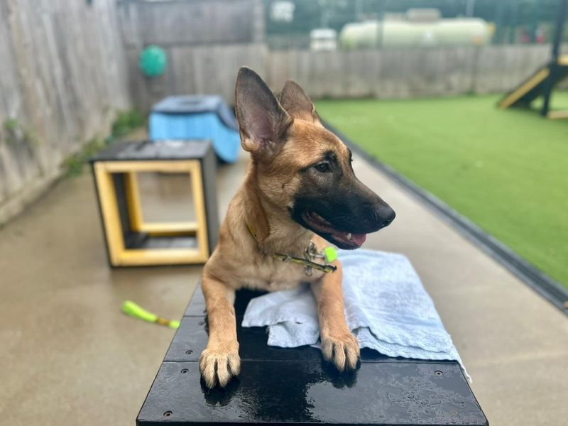 German Shepherd for adoption in Chestfield, Kent – 5 months old