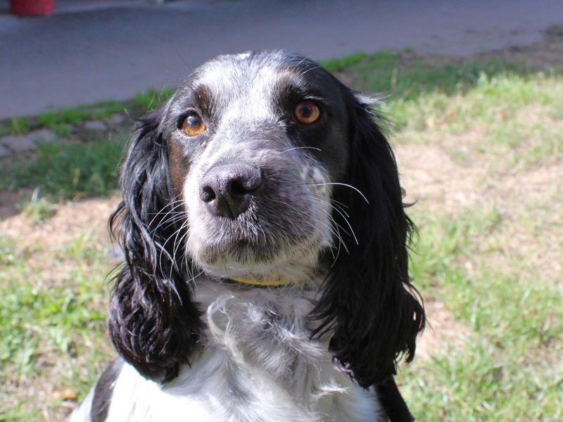 Springer Spaniel for adoption in Evesham, Worcestershire – 3 years old