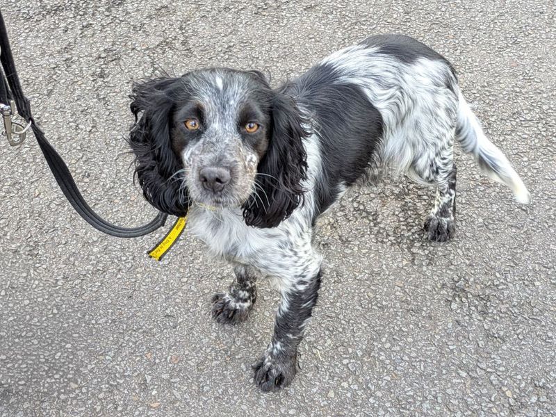 Springer Spaniel for adoption in Evesham, Worcestershire – 3 years old - Image 4 of 4