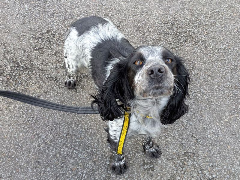 Springer Spaniel for adoption in Evesham, Worcestershire – 3 years old - Image 2 of 4