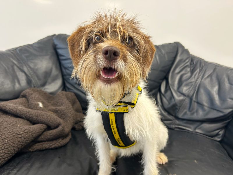 Jack Russell Terrier for adoption in Ballymena, Co Antrim – 1 year old - Image 3 of 4