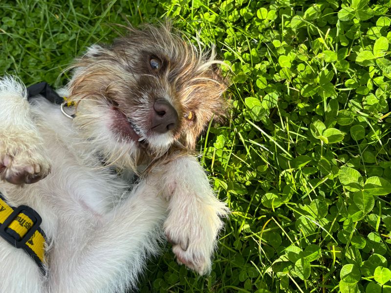 Jack Russell Terrier for adoption in Ballymena, Co Antrim – 1 year old - Image 4 of 4