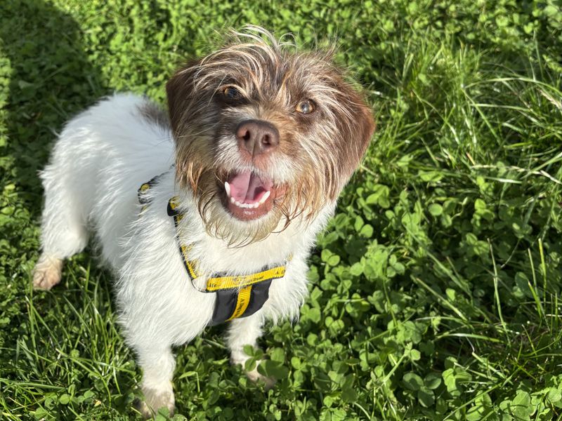 Jack Russell Terrier for adoption in Ballymena, Co Antrim – 1 year old