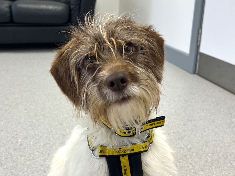 Jack Russell Terrier for adoption in Ballymena, Co Antrim – 1 year old - Image 2 of 4
