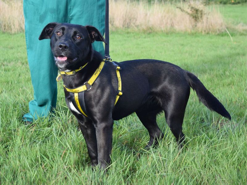 Scout | Retriever (Labrador) Cross | Harefield West London - 1