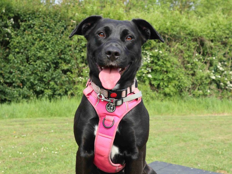 Scout | Retriever (Labrador) Cross | Harefield West London - 3