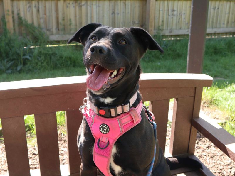 Scout | Retriever (Labrador) Cross | Harefield West London - 1