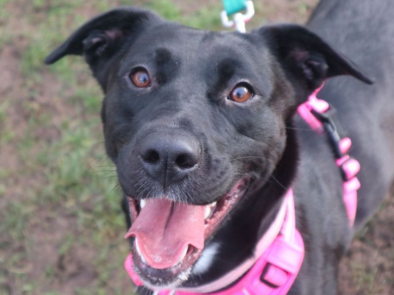 Scout | Retriever (Labrador) Cross | Harefield West London - 2