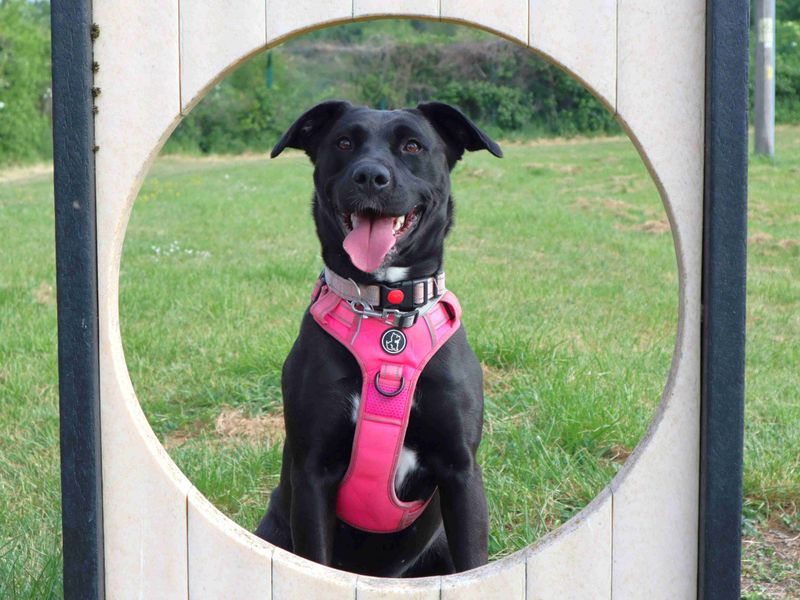Scout | Retriever (Labrador) Cross | Harefield West London - 5