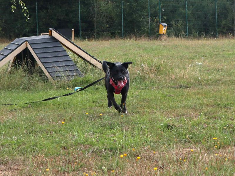 Scout | Retriever (Labrador) Cross | Harefield West London - 5