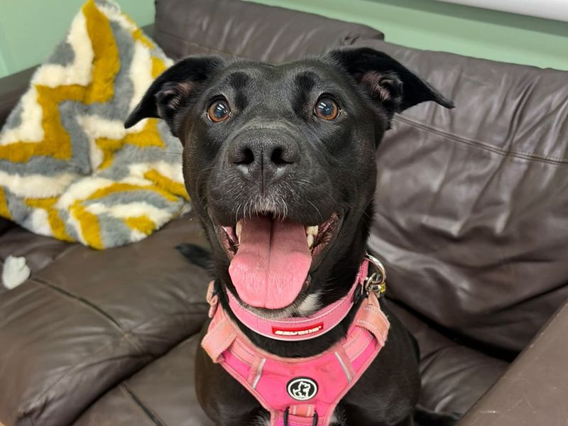 Scout | Retriever (Labrador) Cross | Harefield West London - 1