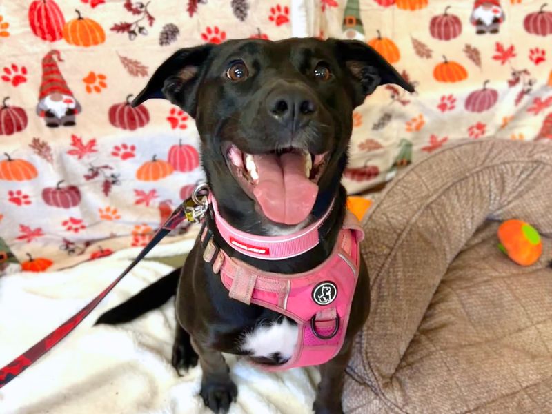 Scout | Retriever (Labrador) Cross | Harefield West London - 2