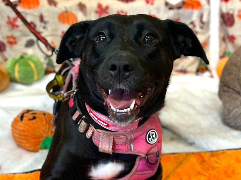 Scout | Retriever (Labrador) Cross | Harefield West London - 4