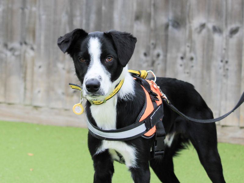Border Collie for adoption in Evesham, Worcestershire – 11 months old