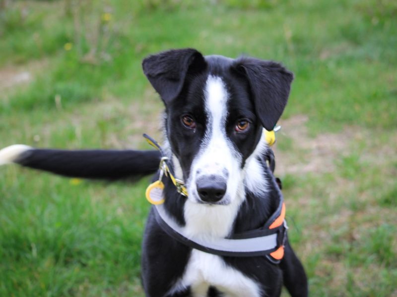 Border Collie for adoption in Evesham, Worcestershire – 11 months old - Image 3 of 3