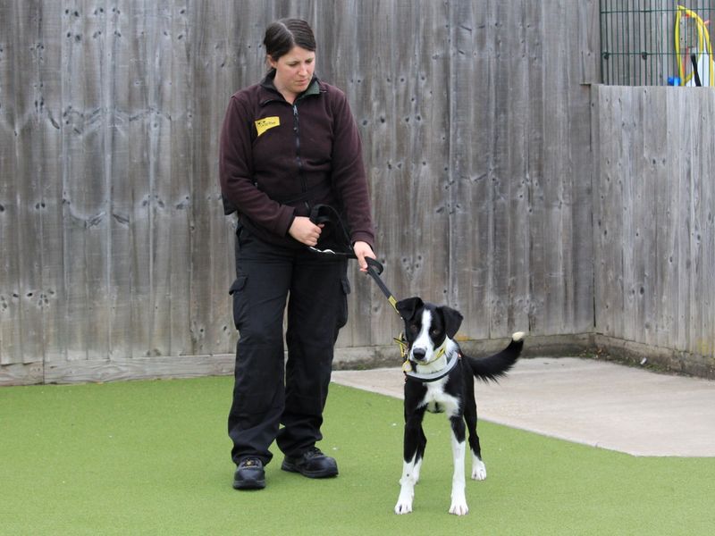 Border Collie for adoption in Evesham, Worcestershire – 11 months old - Image 2 of 3