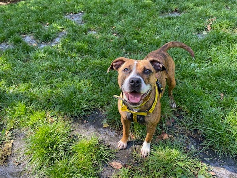 Staffordshire Bull Terrier for adoption in Liverpool, Merseyside – 1 year old - Image 2 of 3