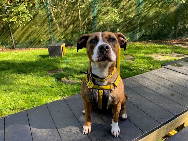 Staffordshire Bull Terrier for adoption in Liverpool, Merseyside – 1 year old